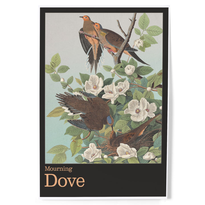 Audubon Birds North America Mourning Dove, Art & Giclee Prints