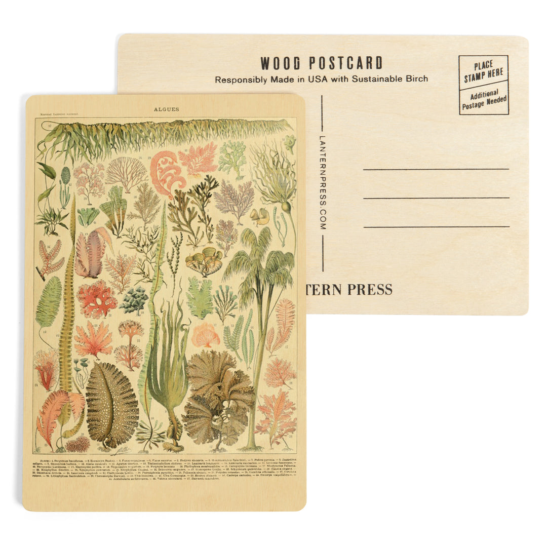Algae, Vintage Bookplate, Adolphe Millot Artwork, Wood Sign and Postcards