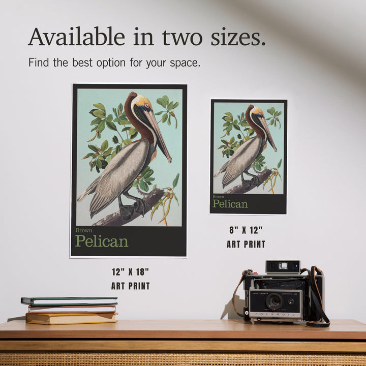 Audubon Birds, North America Brown Pelican, Art & Giclee Prints