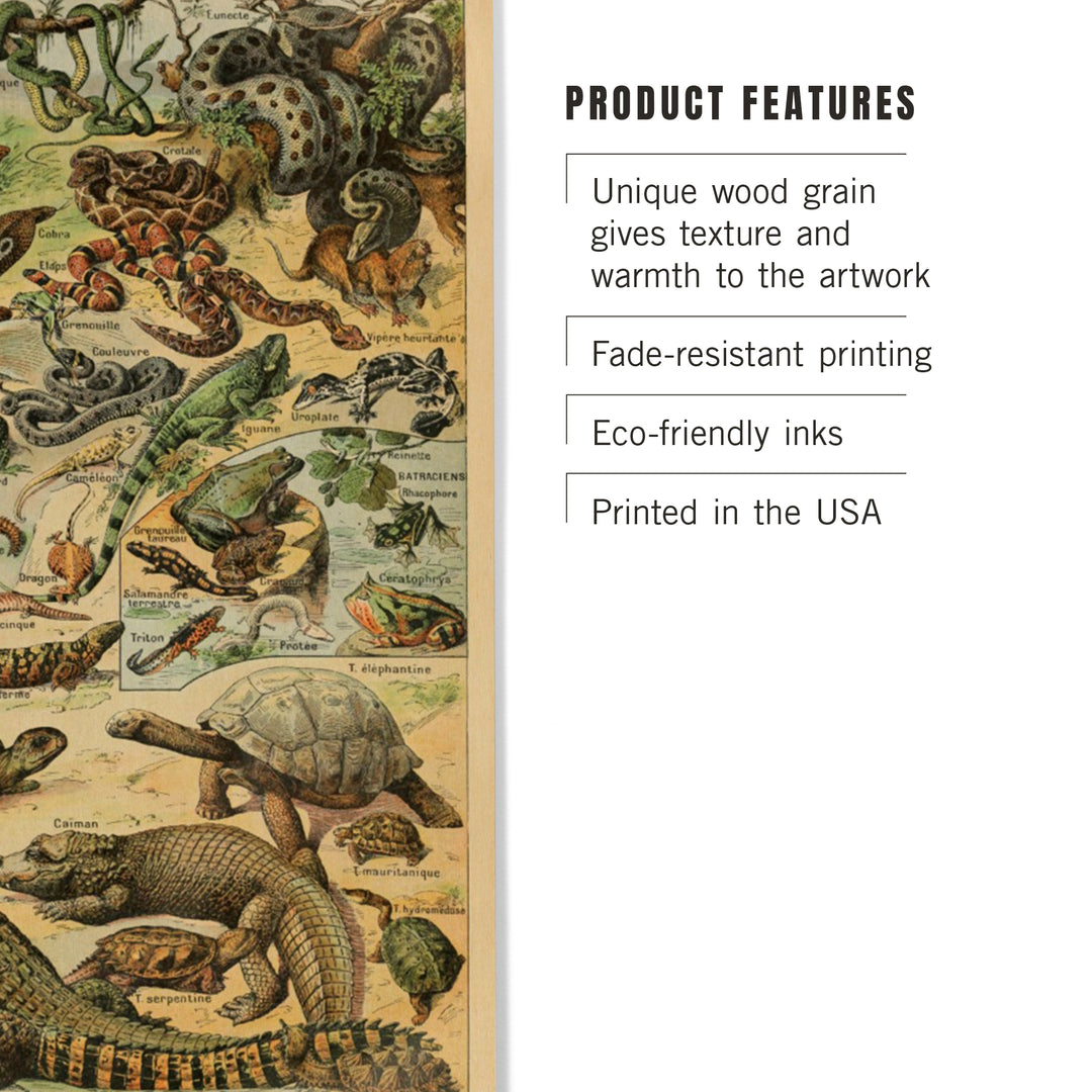 Reptiles, B, Vintage Bookplate, Adolphe Millot, Wood Sign and Postcards