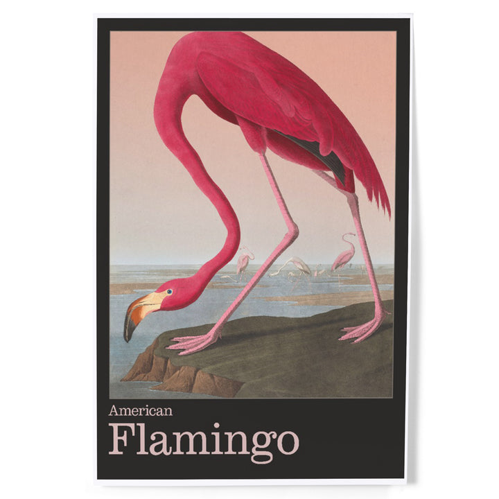 Audubon Birds of North America, Flamingo, Art & Giclee Prints