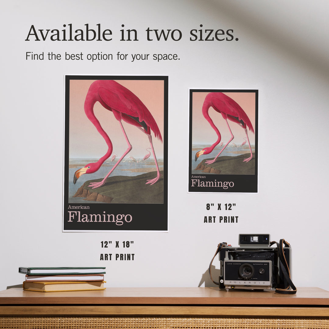 Audubon Birds of North America, Flamingo, Art & Giclee Prints