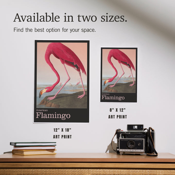 Audubon Birds of North America, Flamingo, Art & Giclee Prints