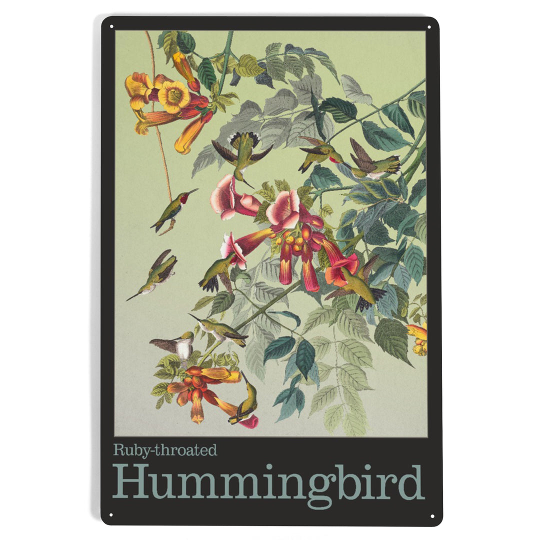 Audubon Birds, North America Hummingbird, 12x18 Metal Sign