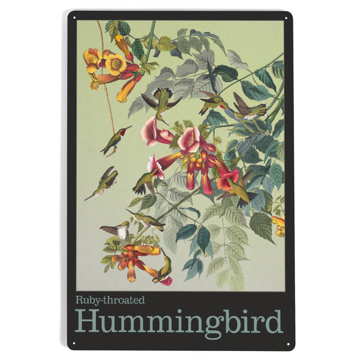 Audubon Birds, North America Hummingbird, 12x18 Metal Sign