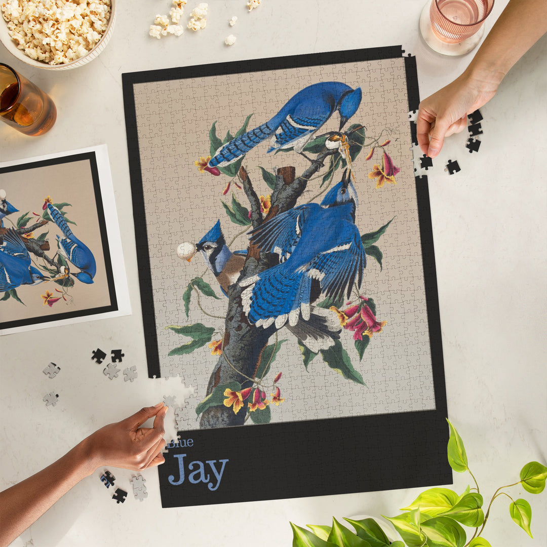 Audubon Birds of North America, Blue Jay, 1000 Piece Jigsaw Puzzle