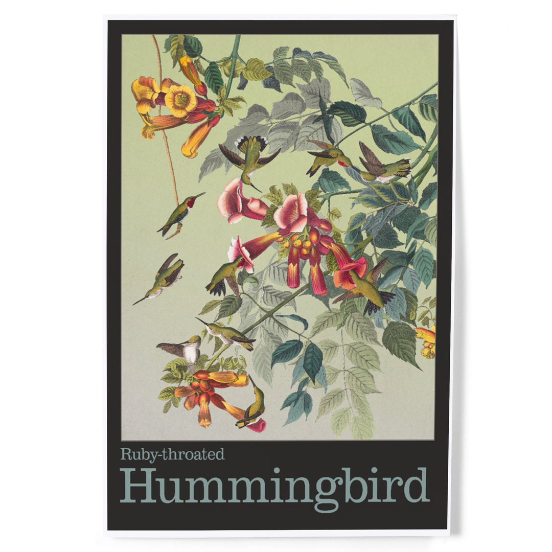 Audubon Birds, North America Hummingbird, Art & Giclee Prints