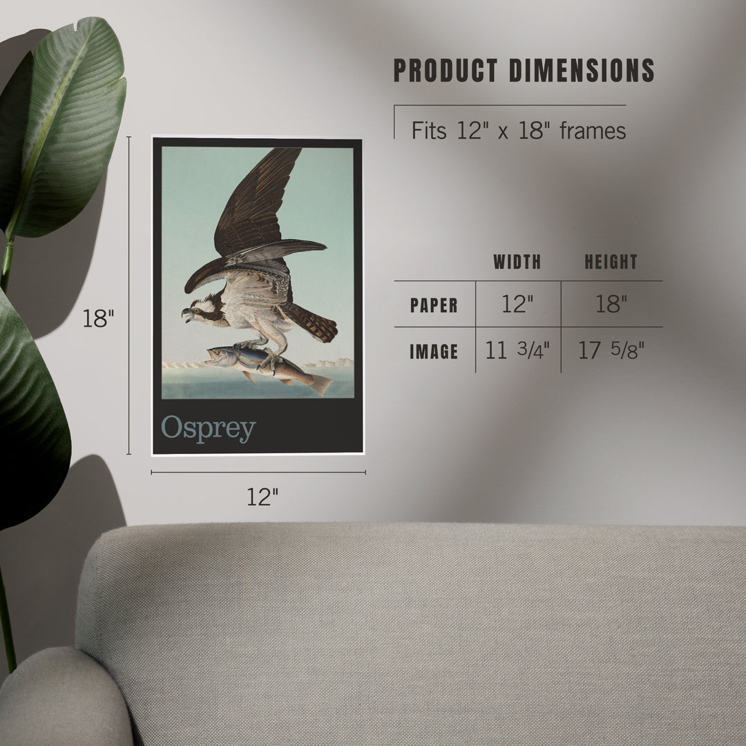 Audubon Birds of North America, Osprey, Art & Giclee Prints