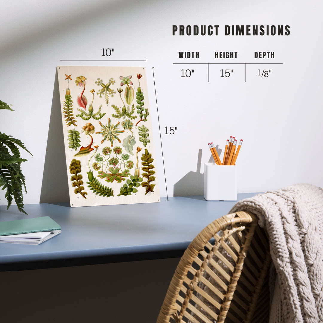Art Forms of Nature, Hepaticae (Flowers), Ernst, Wood Sign and Postcards