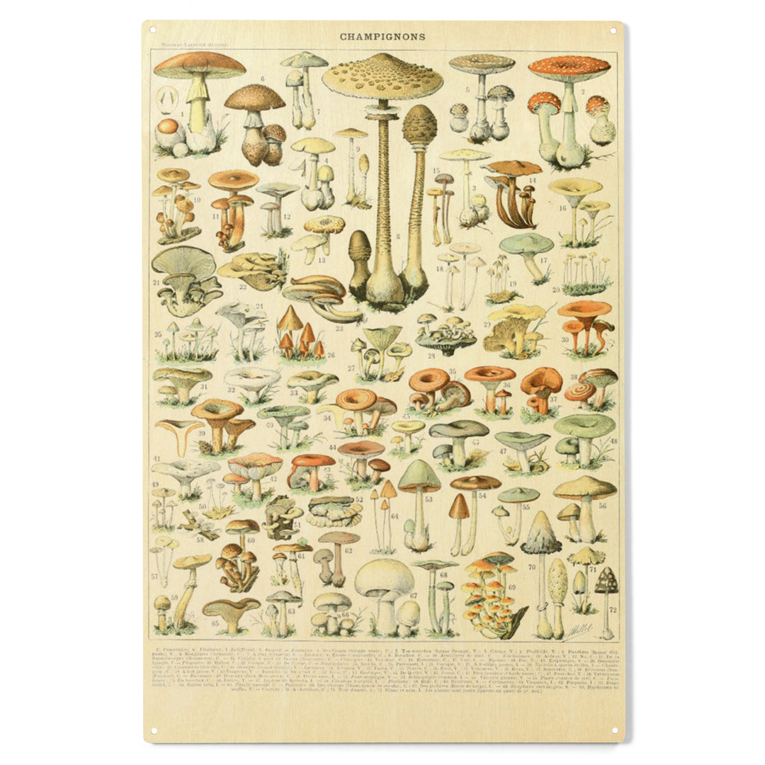 Mushrooms, B, Vintage Bookplate, Adolphe Millot, Wood Sign and Postcards