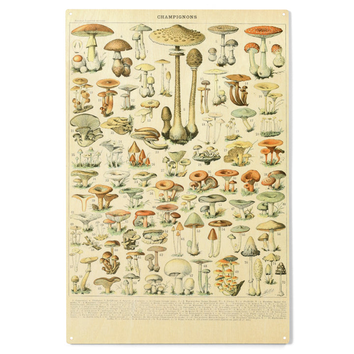 Mushrooms, B, Vintage Bookplate, Adolphe Millot, Wood Sign and Postcards