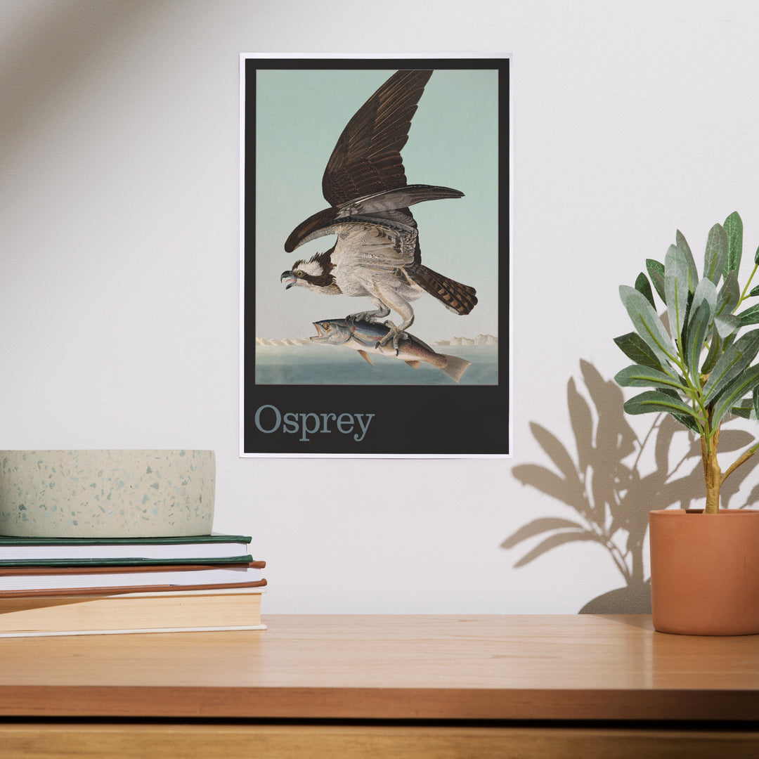 Audubon Birds of North America, Osprey, Art & Giclee Prints