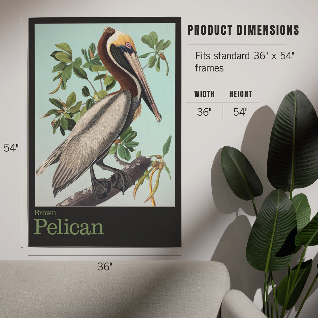 Audubon Birds, North America Brown Pelican, Art & Giclee Prints