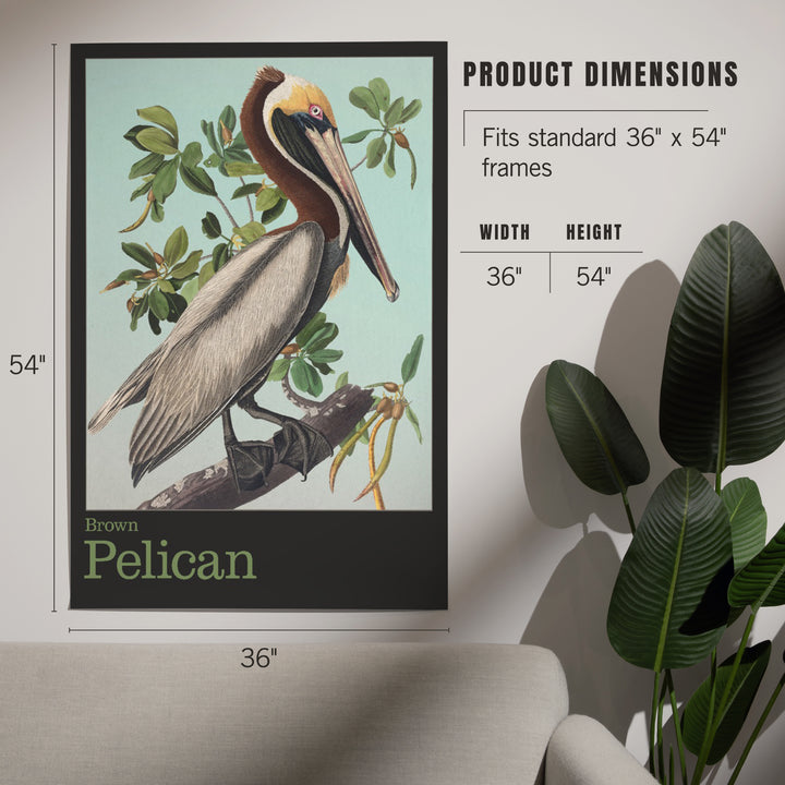 Audubon Birds, North America Brown Pelican, Art & Giclee Prints