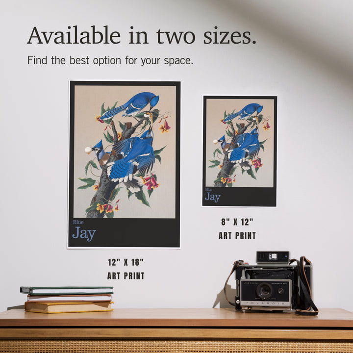 Audubon Birds of North America, Blue Jay, Art & Giclee Prints