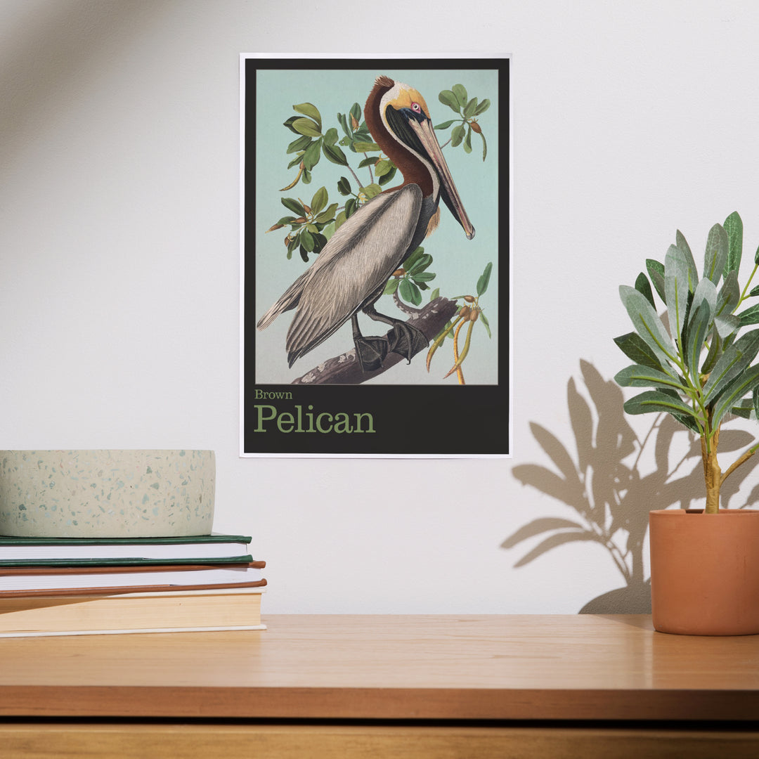 Audubon Birds, North America Brown Pelican, Art & Giclee Prints