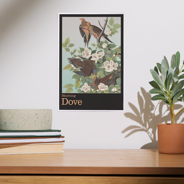 Audubon Birds North America Mourning Dove, Art & Giclee Prints
