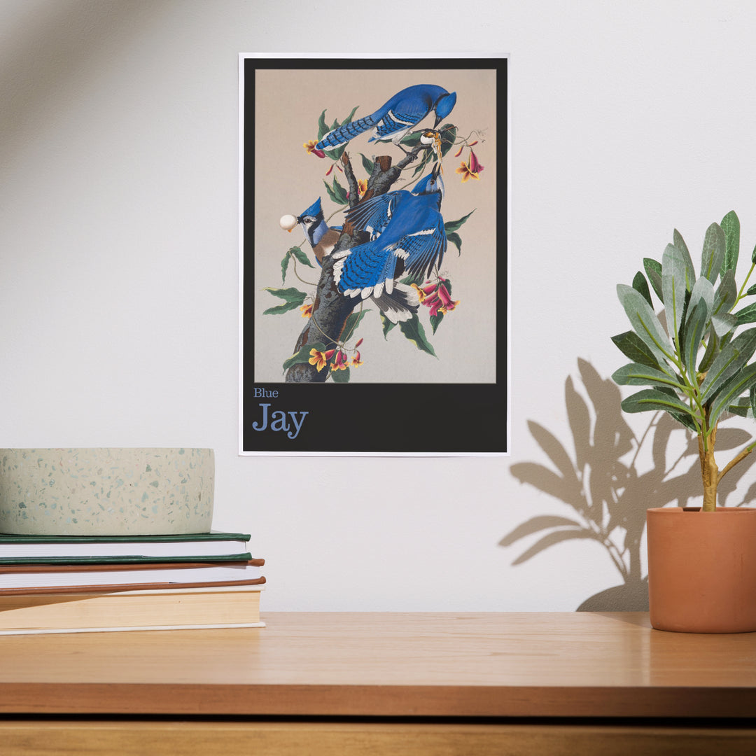 Audubon Birds of North America, Blue Jay, Art & Giclee Prints