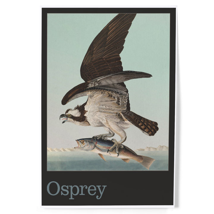 Audubon Birds of North America, Osprey, Art & Giclee Prints