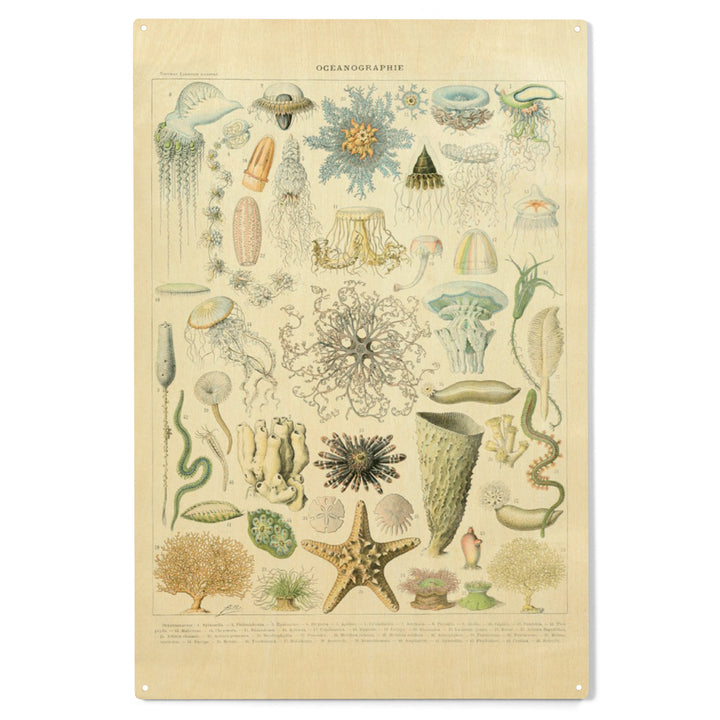 Marine Life, C, Vintage Bookplate, Adolphe Millot, Wood Sign and Postcards