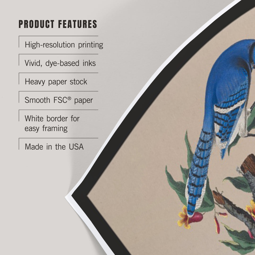 Audubon Birds of North America, Blue Jay, Art & Giclee Prints