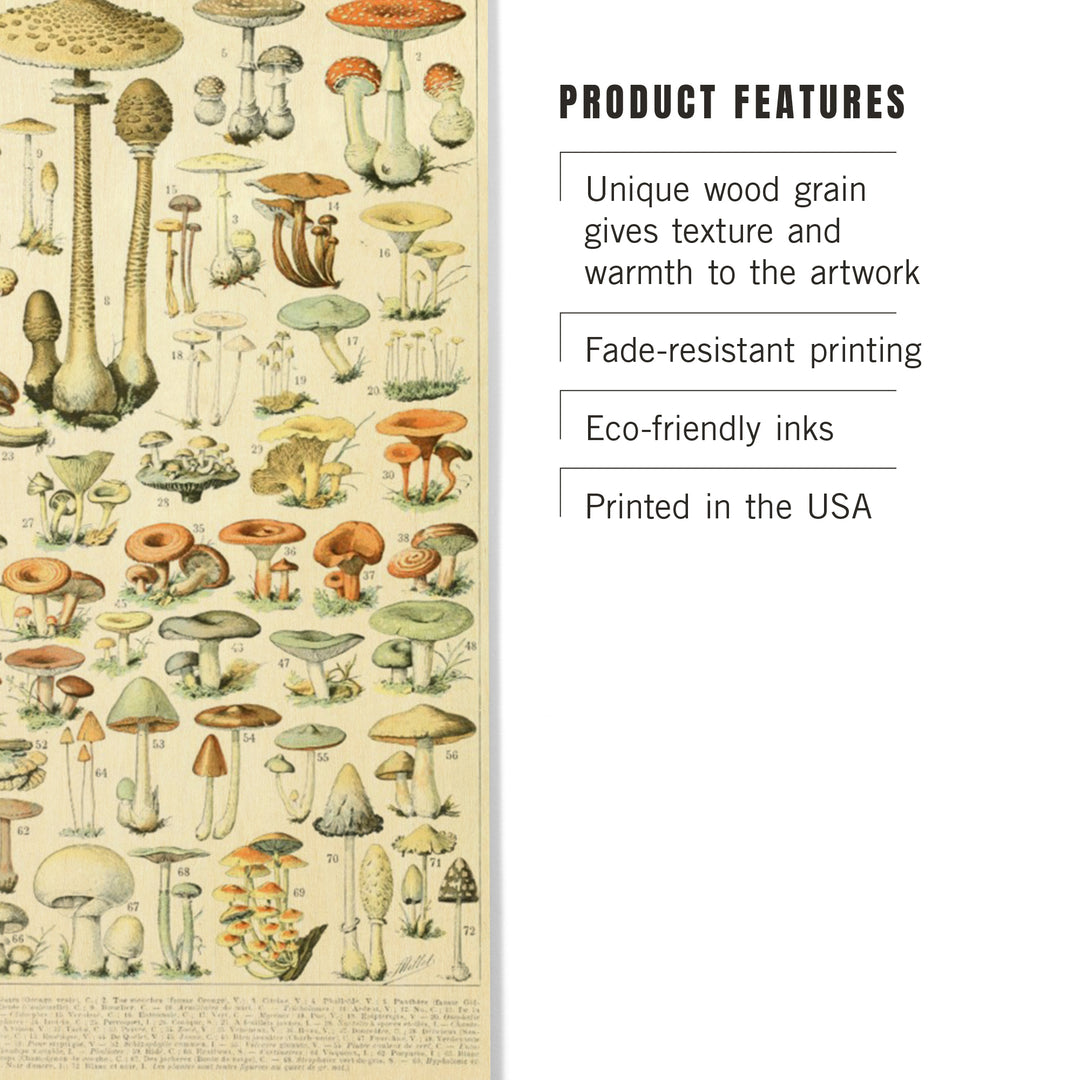 Mushrooms, B, Vintage Bookplate, Adolphe Millot, Wood Sign and Postcards