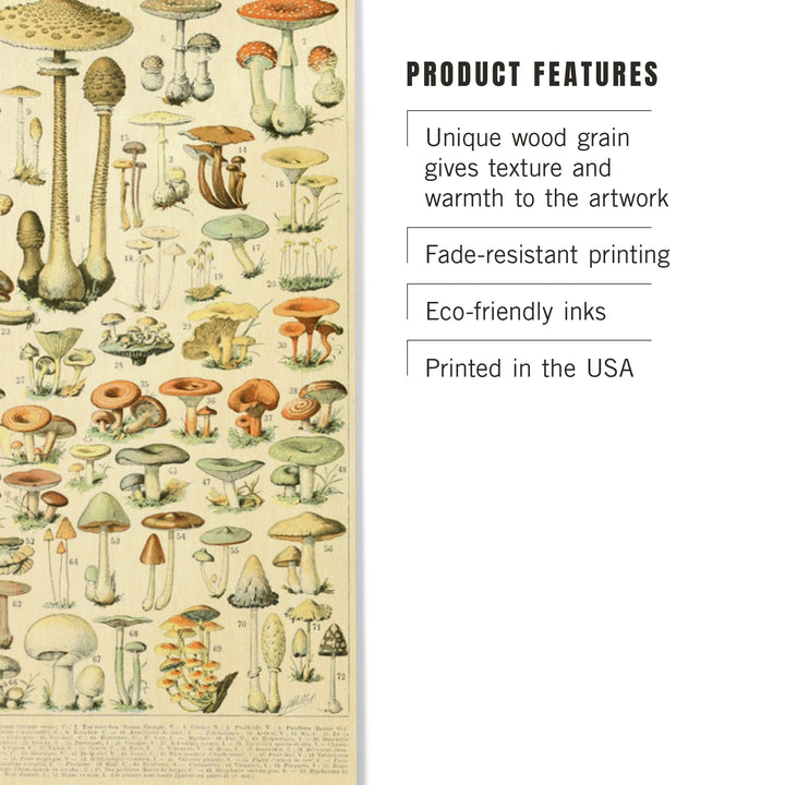 Mushrooms, B, Vintage Bookplate, Adolphe Millot, Wood Sign and Postcards