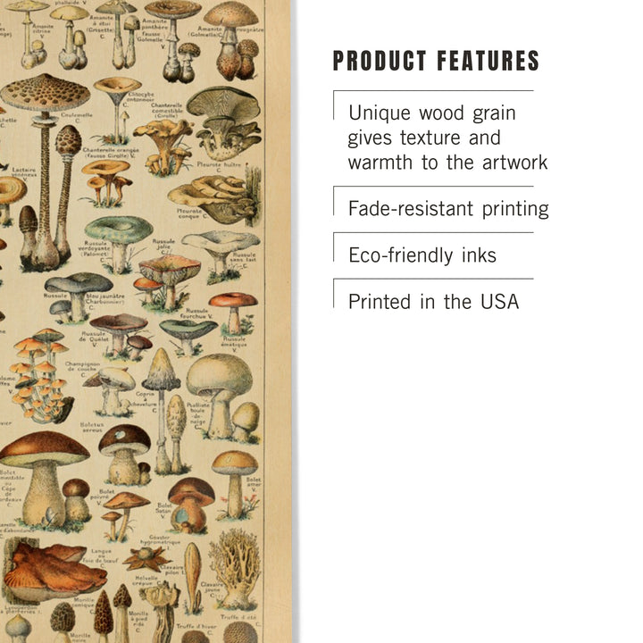 Mushrooms, C, Vintage Bookplate, Adolphe Millot, Wood Sign and Postcards
