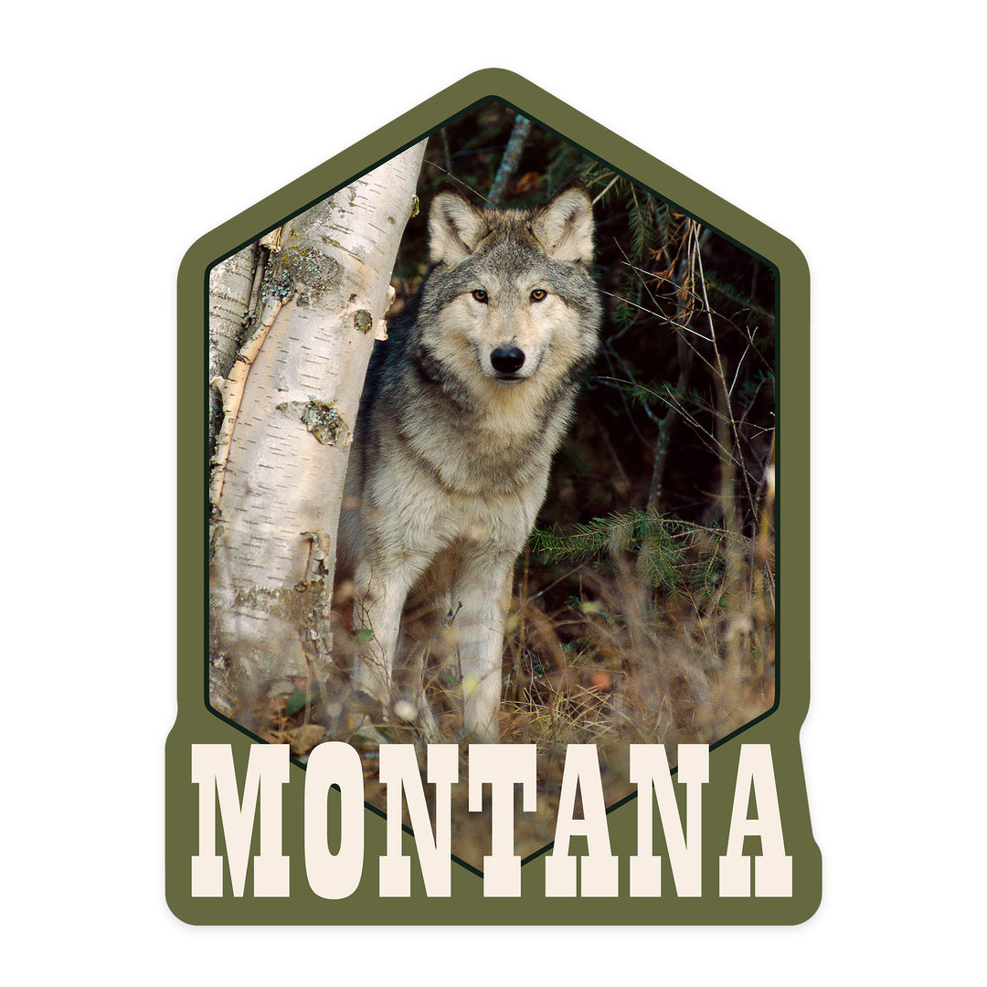 Montana, Wolf in Forest, Contour, Lantern Press Photography (James T. Jones), Vinyl Sticker