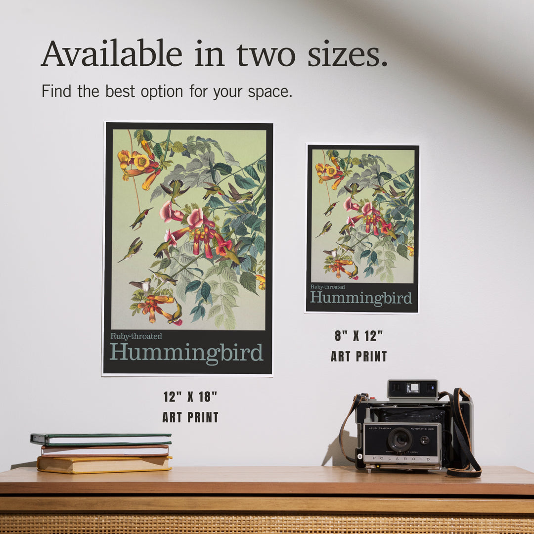 Audubon Birds, North America Hummingbird, Art & Giclee Prints