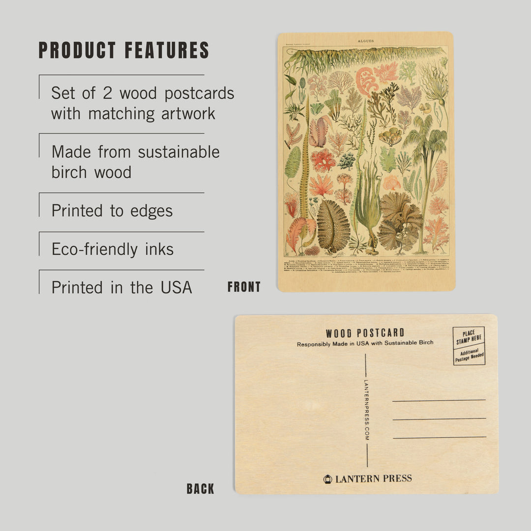 Algae, Vintage Bookplate, Adolphe Millot Artwork, Wood Sign and Postcards