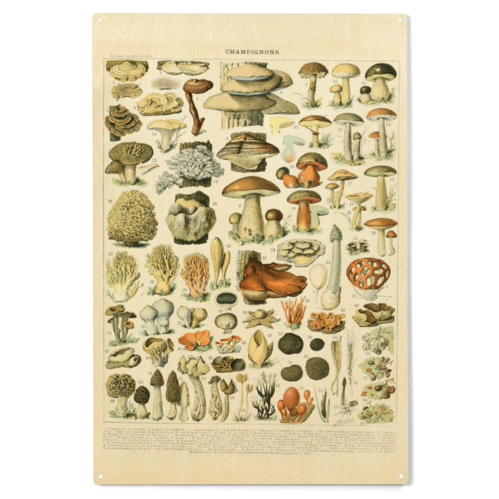 Mushrooms, A, Vintage Bookplate, Adolphe Millot, Wood Sign and Postcards