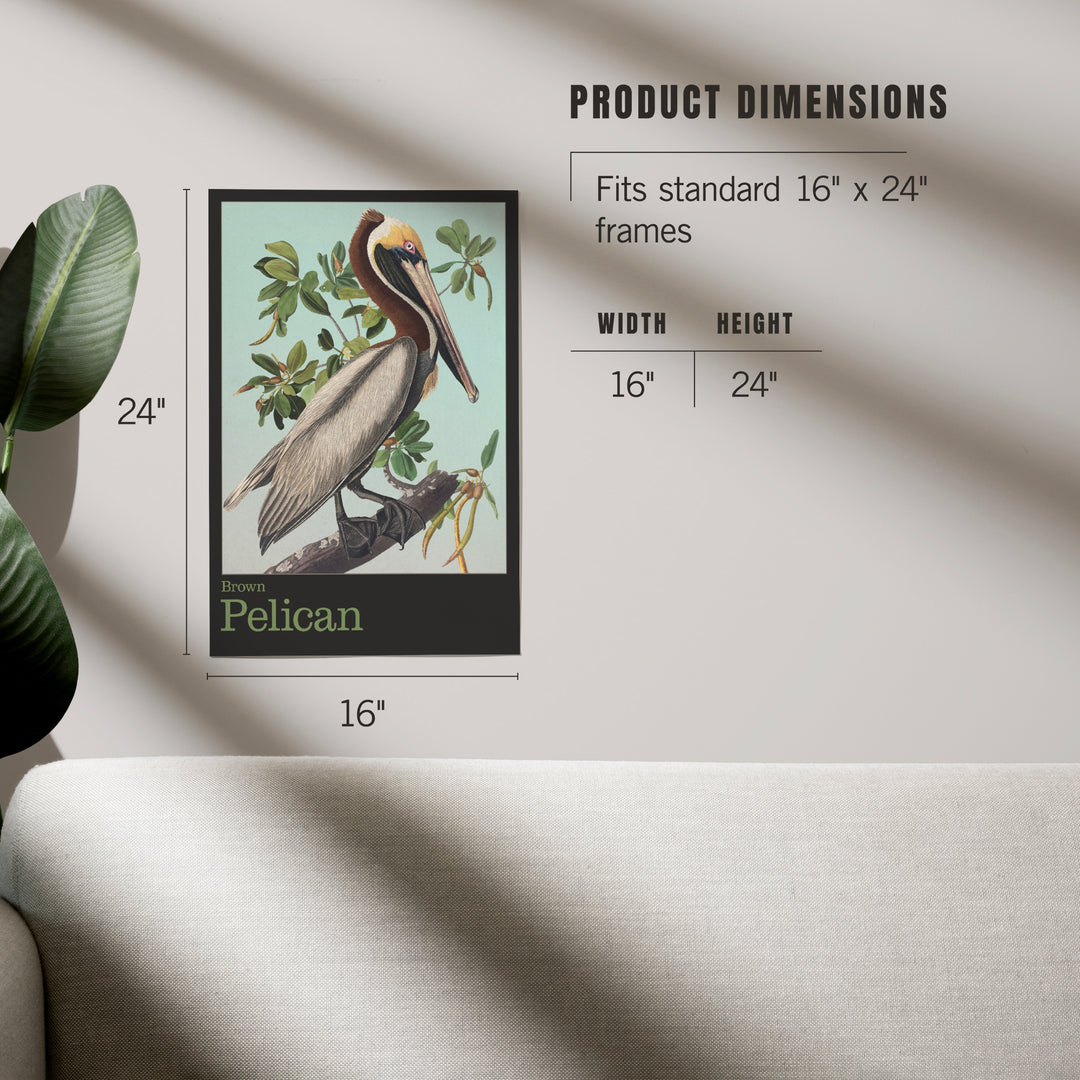 Audubon Birds, North America Brown Pelican, Art & Giclee Prints