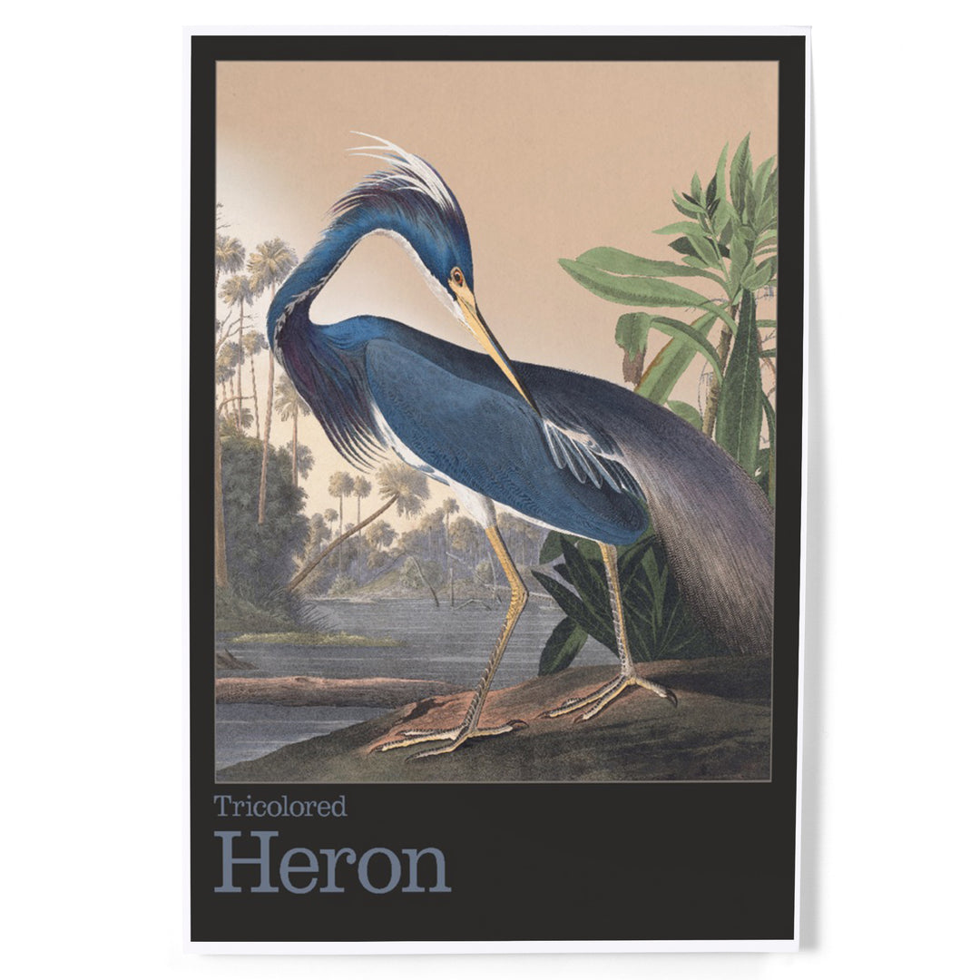 Audubon Birds of North America, Heron, Art & Giclee Prints