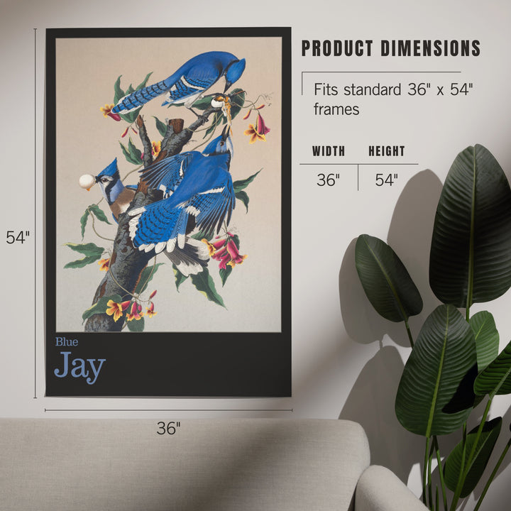 Audubon Birds of North America, Blue Jay, Art & Giclee Prints