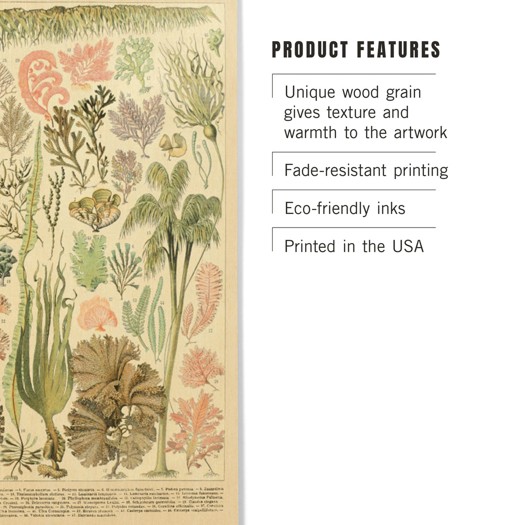 Algae, Vintage Bookplate, Adolphe Millot Artwork, Wood Sign and Postcards