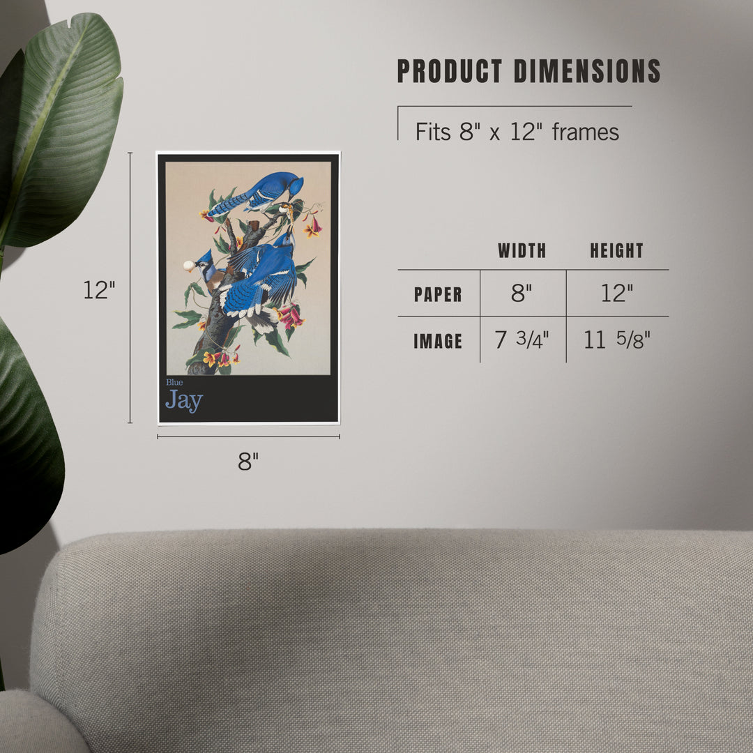 Audubon Birds of North America, Blue Jay, Art & Giclee Prints