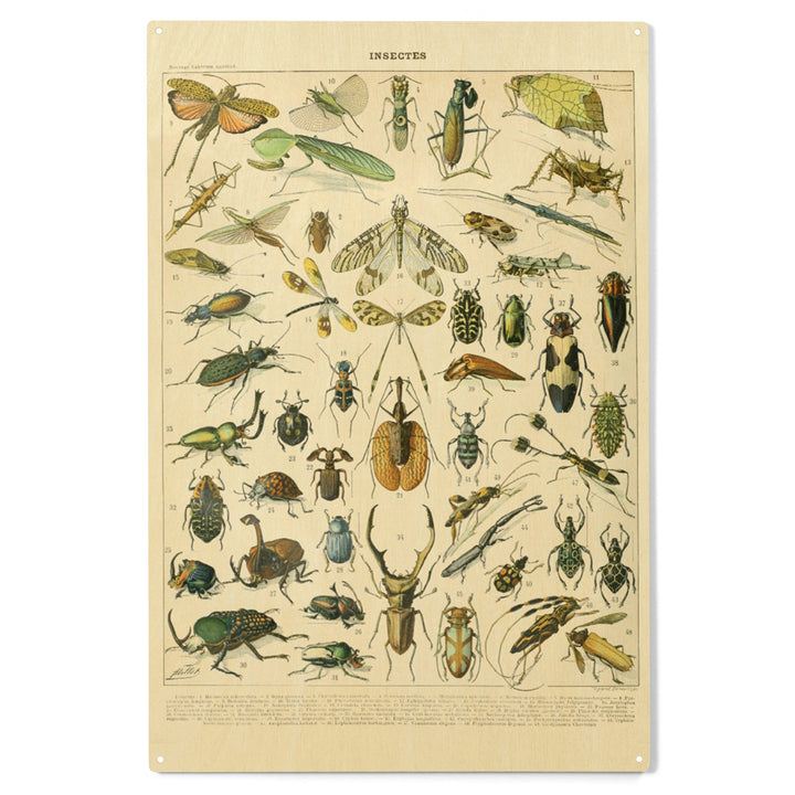 Insects, B, Vintage Bookplate, Adolphe Millot, Wood Sign and Postcards