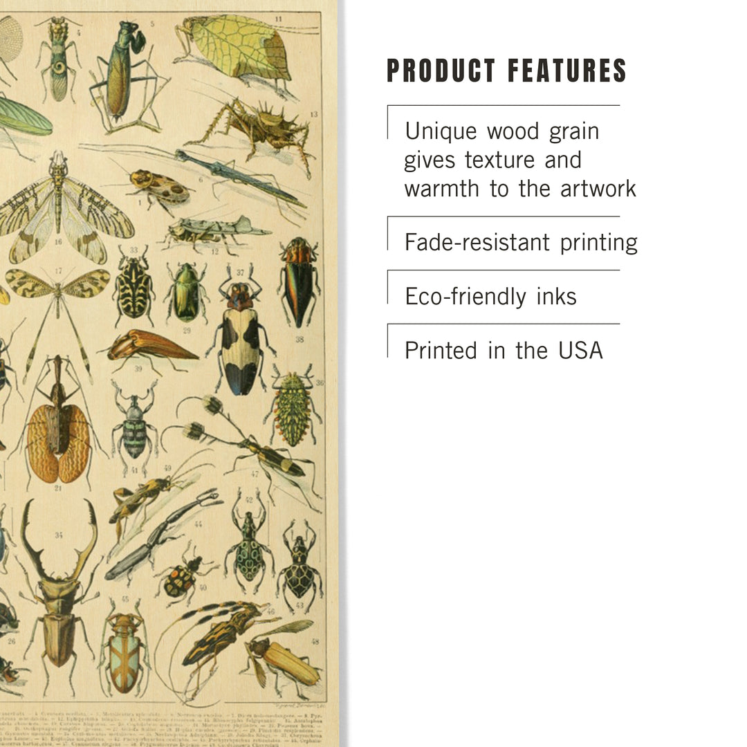 Insects, B, Vintage Bookplate, Adolphe Millot, Wood Sign and Postcards