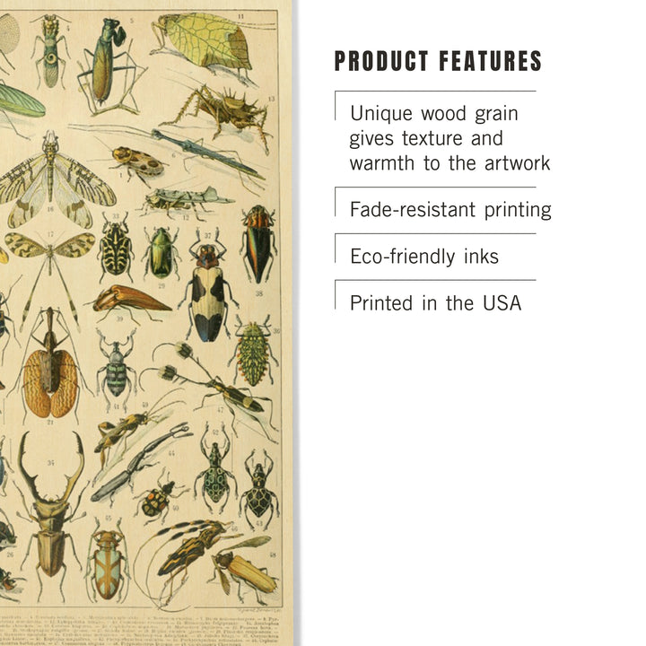 Insects, B, Vintage Bookplate, Adolphe Millot, Wood Sign and Postcards