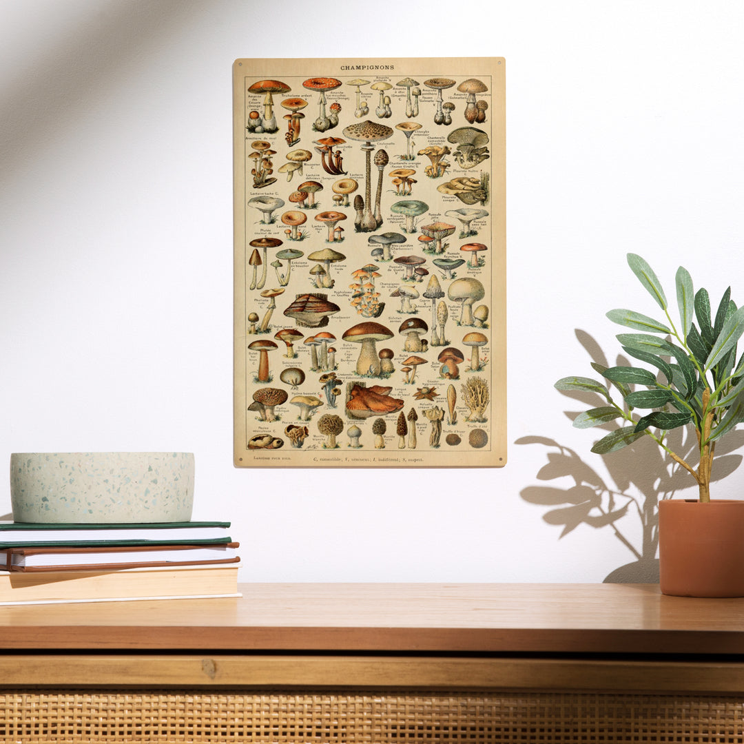 Mushrooms, C, Vintage Bookplate, Adolphe Millot, Wood Sign and Postcards