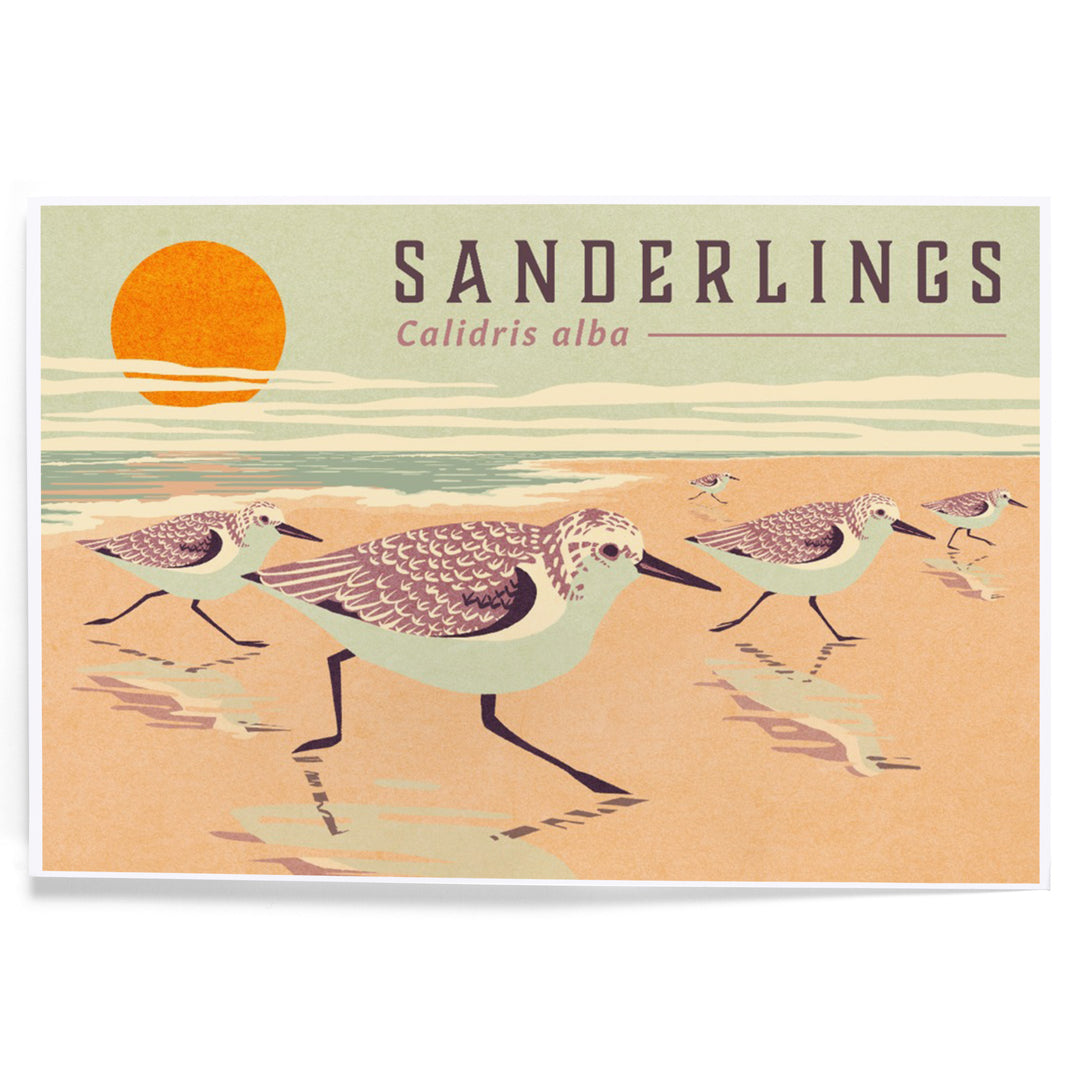 Shorebirds at Sunset Collection, Sanderlings, Birds, Art & Giclee Prints