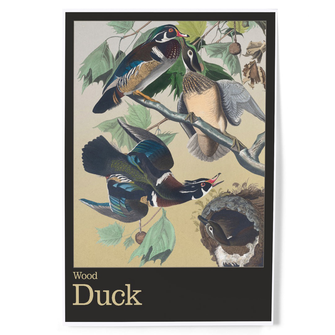 Audubon Birds of North America, Wood Duck, Art & Giclee Prints