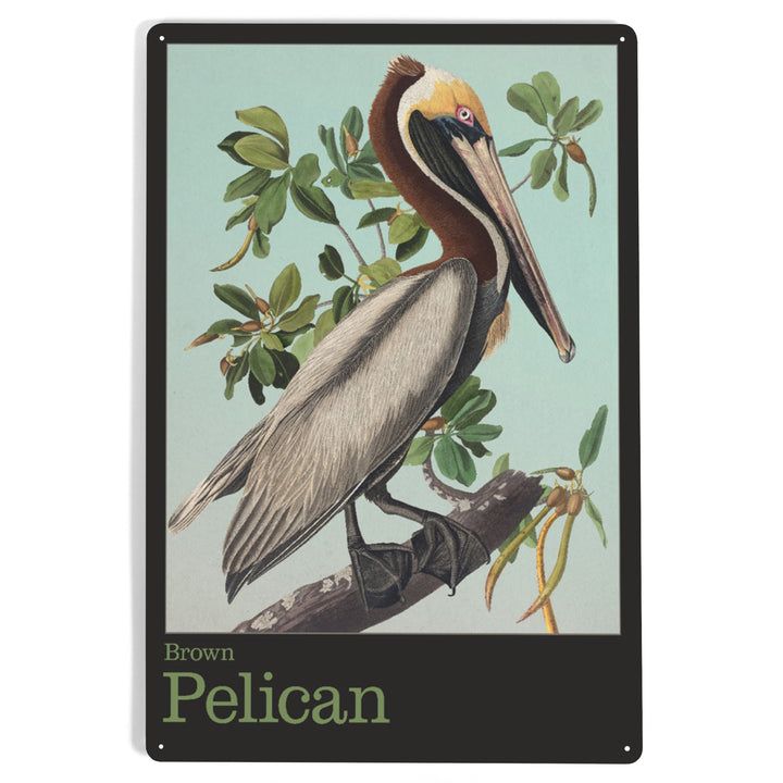Audubon Birds, North America Brown Pelican, 12x18 Metal Sign