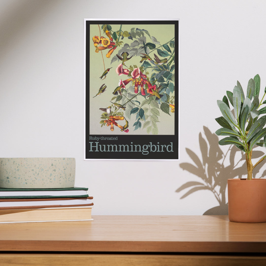 Audubon Birds, North America Hummingbird, Art & Giclee Prints