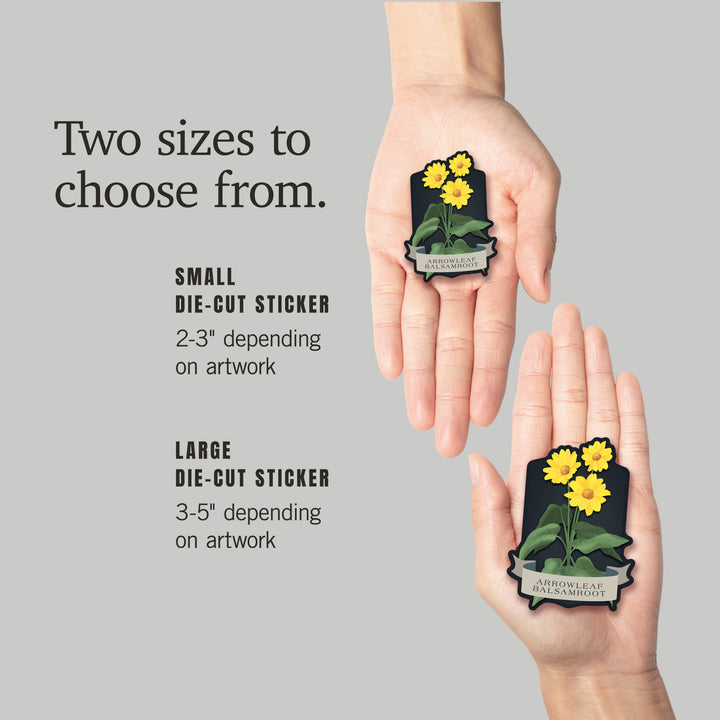 Vintage Flora Noir, Arrowleaf Balsamroot, Vinyl Sticker