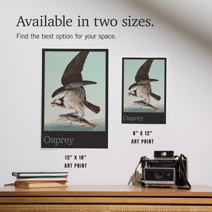 Audubon Birds of North America, Osprey, Art & Giclee Prints