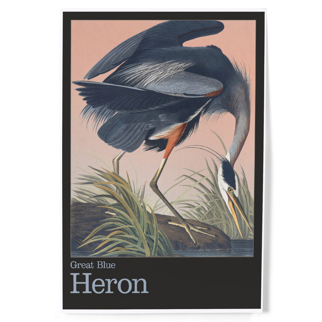 Audubon Birds of North America, Blue Heron, Art & Giclee Prints