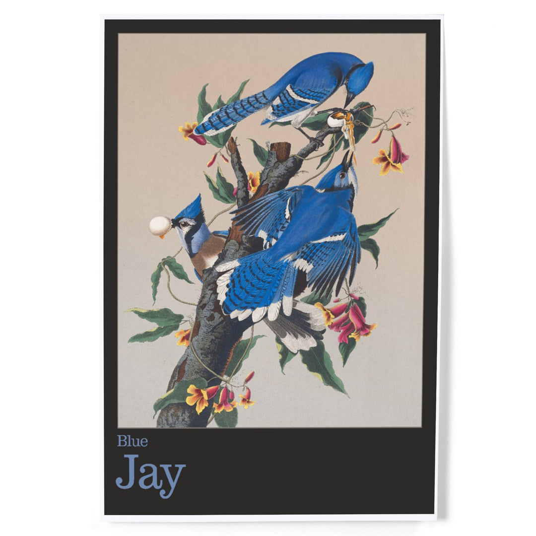 Audubon Birds of North America, Blue Jay, Art & Giclee Prints