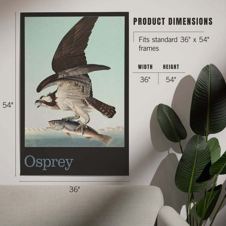 Audubon Birds of North America, Osprey, Art & Giclee Prints